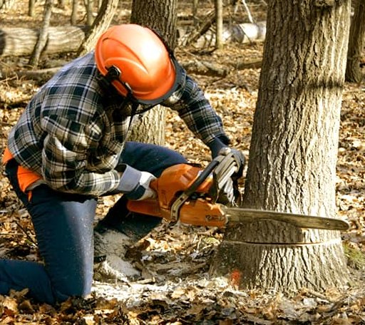 Tree Removal in S Coffeyville, OK